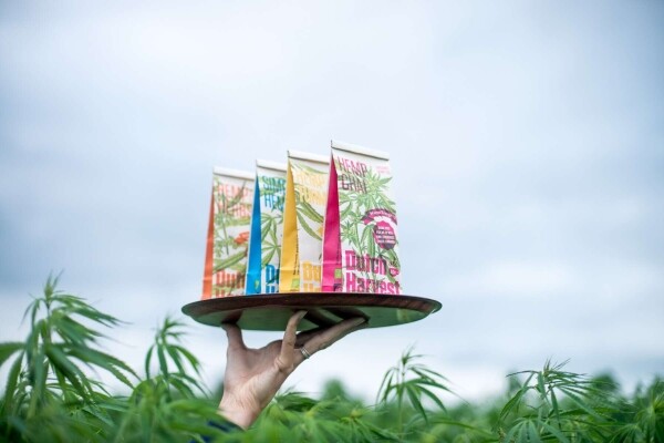 Hemp & Turmeric - Konopná a kurkumová čaj 50 g - Dutch Harvest sypaný čaj